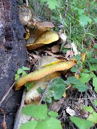 Omphalotus olivascens image