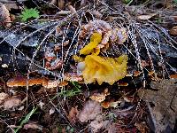 Tremella aurantia image