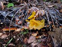 Tremella aurantia image