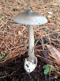 Amanita pachycolea image