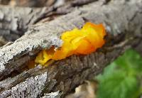 Tremella aurantia image