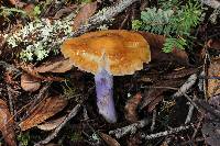 Cortinarius vanduzerensis image