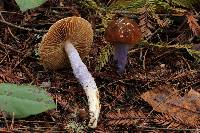 Cortinarius vanduzerensis image