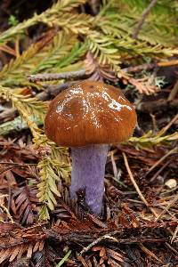 Cortinarius vanduzerensis image