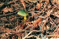 Hygrocybe psittacina var. psittacina image