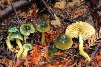 Hygrocybe psittacina var. psittacina image