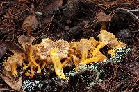 Craterellus tubaeformis image