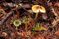 Hygrocybe psittacina var. psittacina image