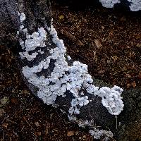 Schizophyllum commune image