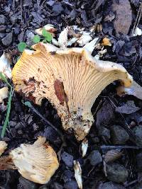 Cantharellus californicus image