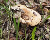 Lactarius alnicola image