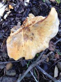 Cantharellus californicus image