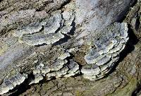 Trametes versicolor image