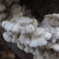 Schizophyllum commune image