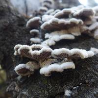 Schizophyllum commune image