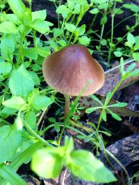 Image of Psathyrella atrospora