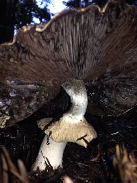 Agaricus hondensis image