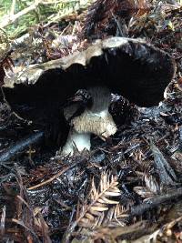 Agaricus hondensis image