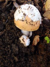 Amanita velosa image