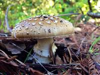 Amanita pantherina image