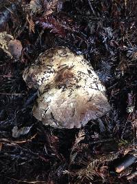 Agaricus hondensis image