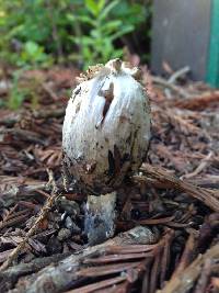 Coprinus comatus image