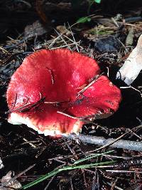 Russula sanguinaria image