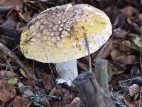 Amanita gemmata image