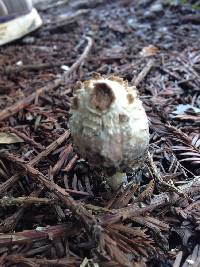 Coprinus comatus image