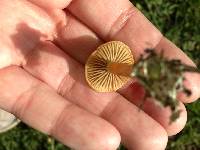 Agrocybe pediades image