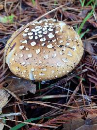 Amanita pantherina image