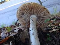 Amanita velosa image