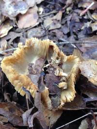 Inocybe rimosa image