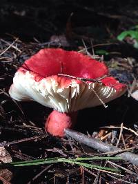 Russula sanguinaria image