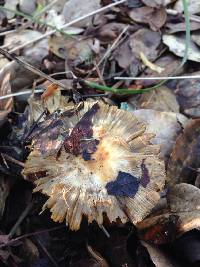 Inocybe rimosa image