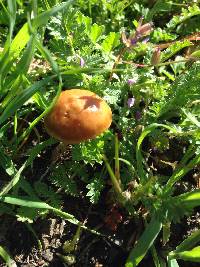 Agrocybe pediades image