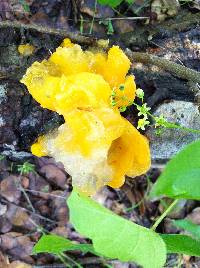 Tremella aurantia image