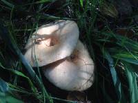 Lactarius alnicola image