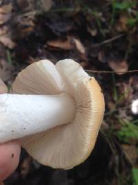 Amanita velosa image