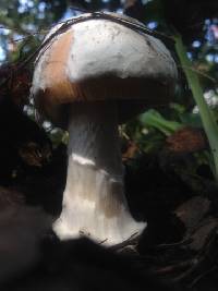 Amanita velosa image