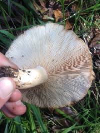 Lactarius alnicola image