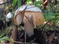 Amanita velosa image