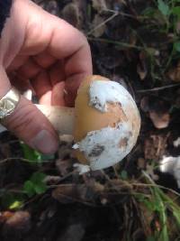 Amanita velosa image