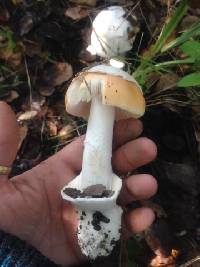 Amanita velosa image