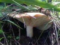 Lactarius alnicola image