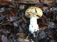 Amanita pantherina image