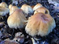 Coprinellus micaceus image