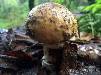 Amanita pantherina image