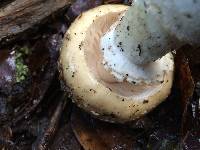 Amanita pantherina image