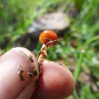 Psilocybe coprophila image